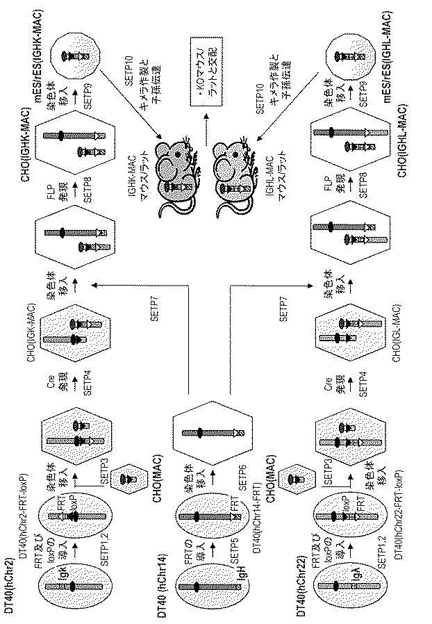 WO2018079857-ヒト抗体産生非ヒト動物及びそれを用いたヒト抗体作製法 図000003