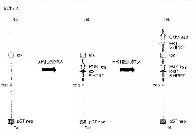 WO2018079857-ヒト抗体産生非ヒト動物及びそれを用いたヒト抗体作製法 図000004