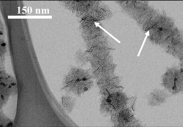 WO2019116893-繊維状のカーボンナノホーン集合体の短尺化方法及び短尺化された繊維状のカーボンナノホーン集合体 図000004