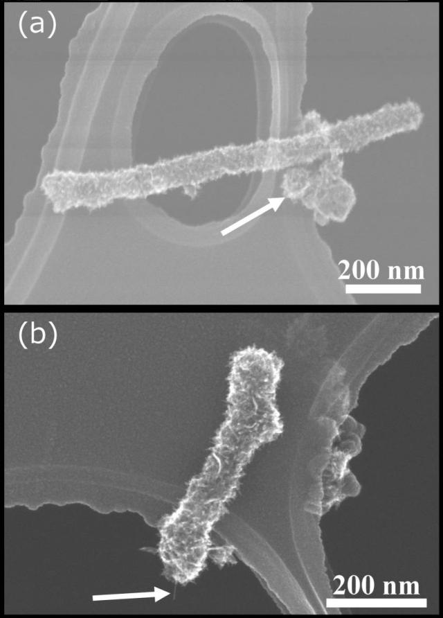 WO2019116893-繊維状のカーボンナノホーン集合体の短尺化方法及び短尺化された繊維状のカーボンナノホーン集合体 図000006