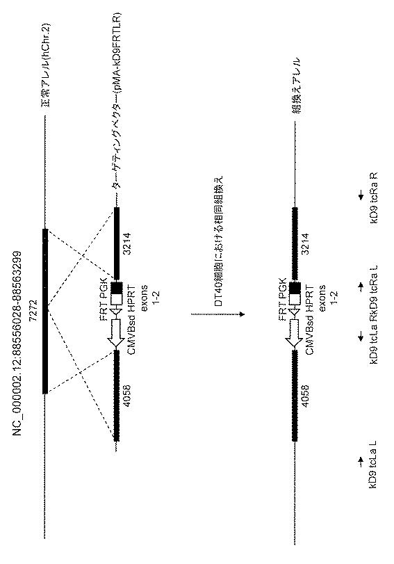 WO2018079857-ヒト抗体産生非ヒト動物及びそれを用いたヒト抗体作製法 図000007