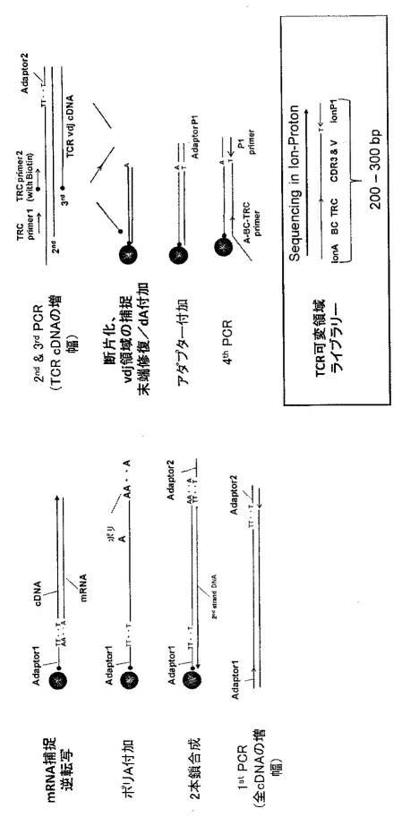 WO2019189383-腫瘍浸潤Ｔ細胞受容体レパトアの解析方法および該解析方法を用いたがん治療処置の有効性の判定方法 図000007