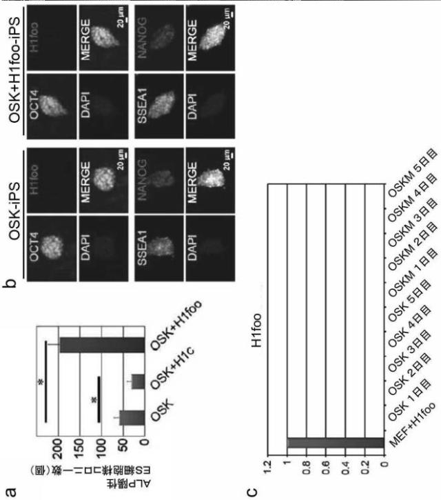 WO2017010080-高品質なｉＰＳ細胞の製造方法 図000008