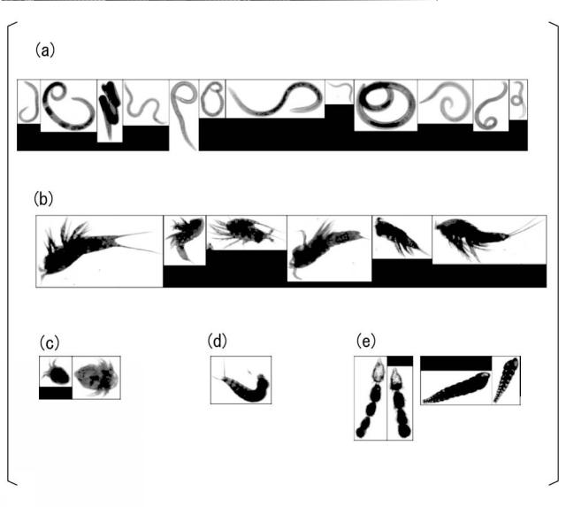 WO2018101194-生物粒子を含む試料の前処理方法、生物粒子の画像取得方法、生物粒子を含む試料の前処理装置、及び生物粒子画像取得装置 図000008