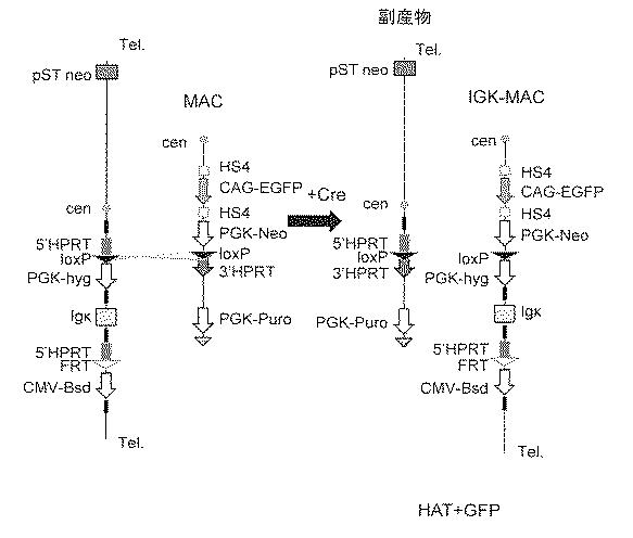 WO2018079857-ヒト抗体産生非ヒト動物及びそれを用いたヒト抗体作製法 図000009