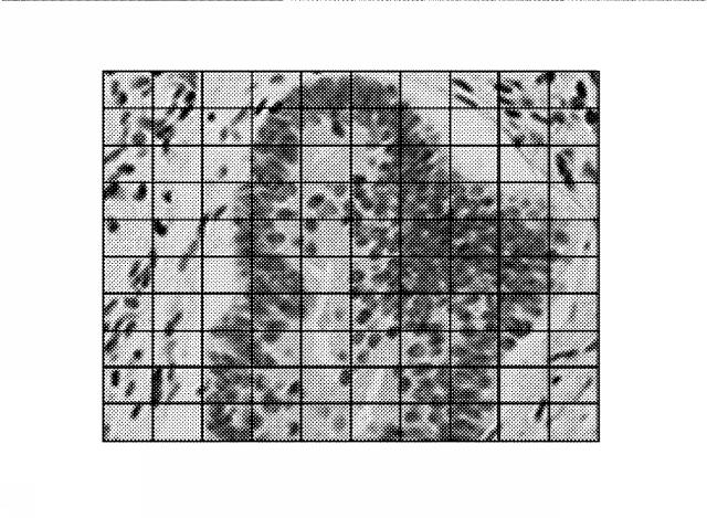 WO2017150194-画像処理装置、画像処理方法及びプログラム 図000011