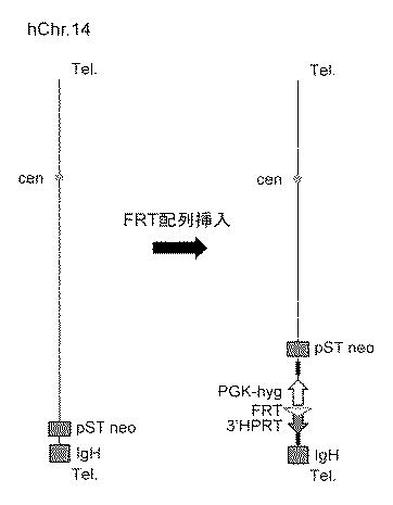 WO2018079857-ヒト抗体産生非ヒト動物及びそれを用いたヒト抗体作製法 図000012