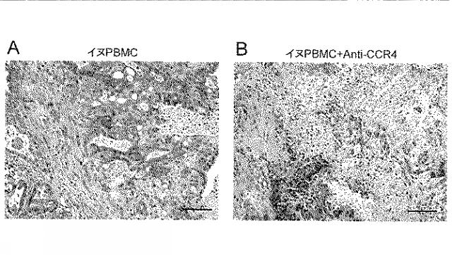 WO2018211936-ＣＣＲ４阻害による制御性Ｔ細胞浸潤抑制法およびイヌの腫瘍性疾患の治療法 図000012