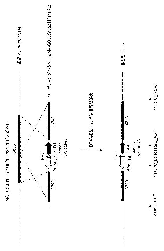 WO2018079857-ヒト抗体産生非ヒト動物及びそれを用いたヒト抗体作製法 図000013