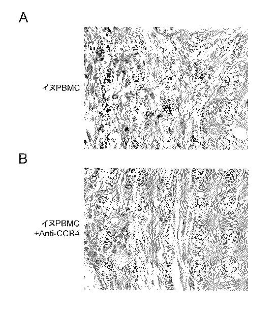 WO2018211936-ＣＣＲ４阻害による制御性Ｔ細胞浸潤抑制法およびイヌの腫瘍性疾患の治療法 図000013