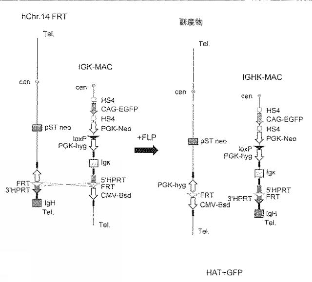 WO2018079857-ヒト抗体産生非ヒト動物及びそれを用いたヒト抗体作製法 図000016