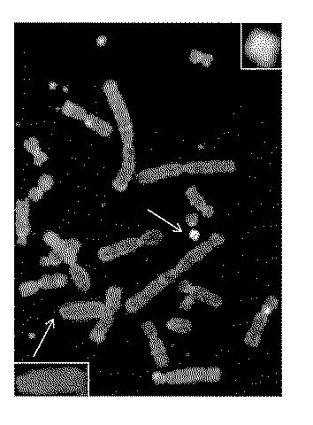 WO2018079857-ヒト抗体産生非ヒト動物及びそれを用いたヒト抗体作製法 図000018