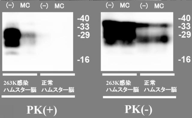 WO2017195780-異常化したタンパク質立体構造の復元方法 図000019