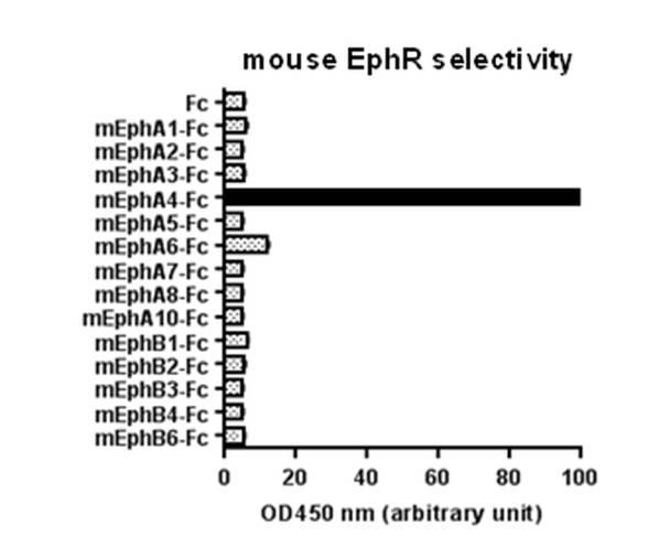 WO2017043466-抗ＥｐｈＡ４抗体 図000020