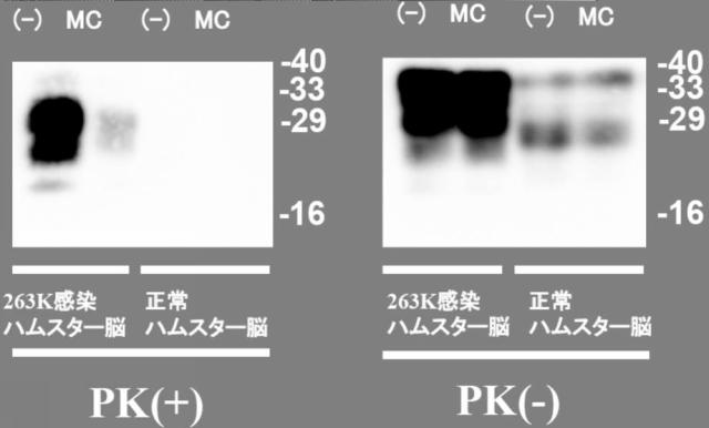 WO2017195780-異常化したタンパク質立体構造の復元方法 図000020