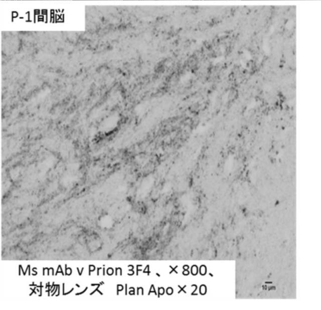 WO2017195780-異常化したタンパク質立体構造の復元方法 図000021