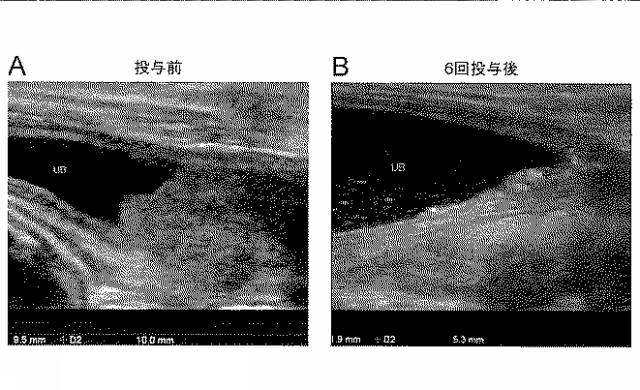 WO2018211936-ＣＣＲ４阻害による制御性Ｔ細胞浸潤抑制法およびイヌの腫瘍性疾患の治療法 図000021