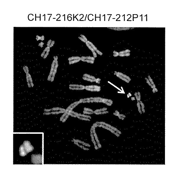 WO2018079857-ヒト抗体産生非ヒト動物及びそれを用いたヒト抗体作製法 図000022