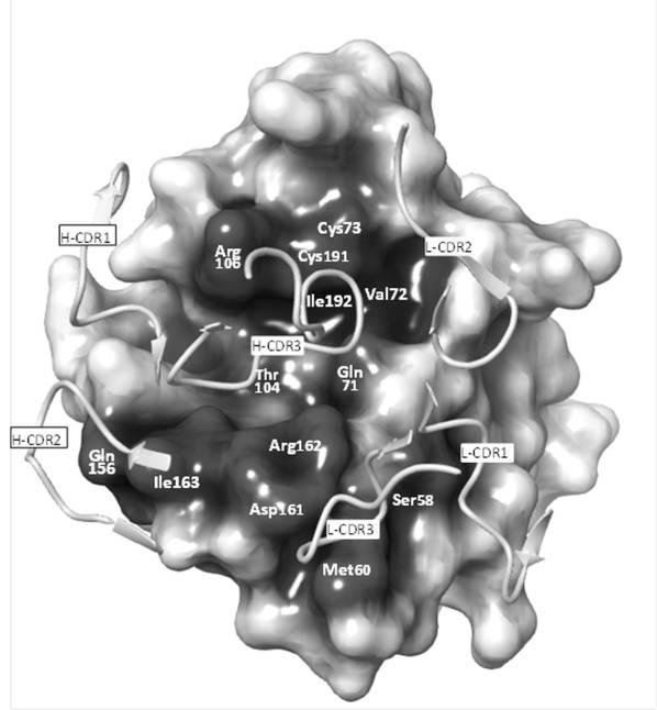 WO2017043466-抗ＥｐｈＡ４抗体 図000030