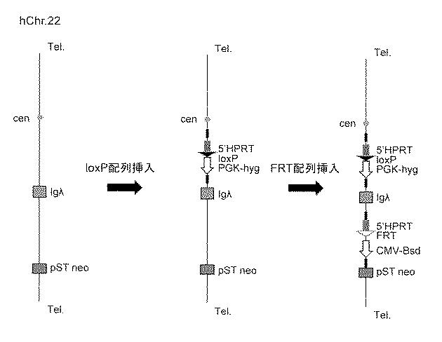 WO2018079857-ヒト抗体産生非ヒト動物及びそれを用いたヒト抗体作製法 図000031