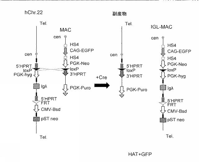 WO2018079857-ヒト抗体産生非ヒト動物及びそれを用いたヒト抗体作製法 図000036