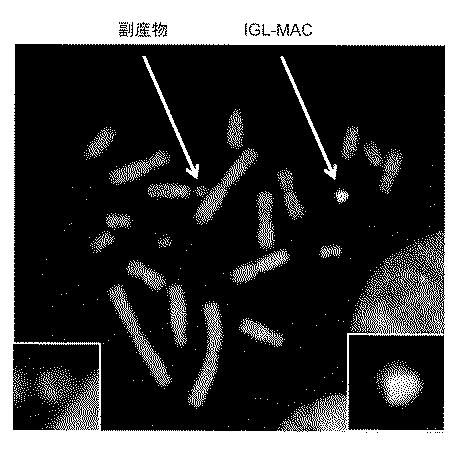 WO2018079857-ヒト抗体産生非ヒト動物及びそれを用いたヒト抗体作製法 図000038