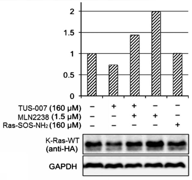 WO2018092724-分子動態評価方法及びスクリーニング方法 図000098