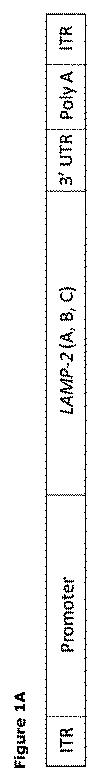 2019505588-ダノン病およびオートファジーの他の障害の治療のための方法 図000003