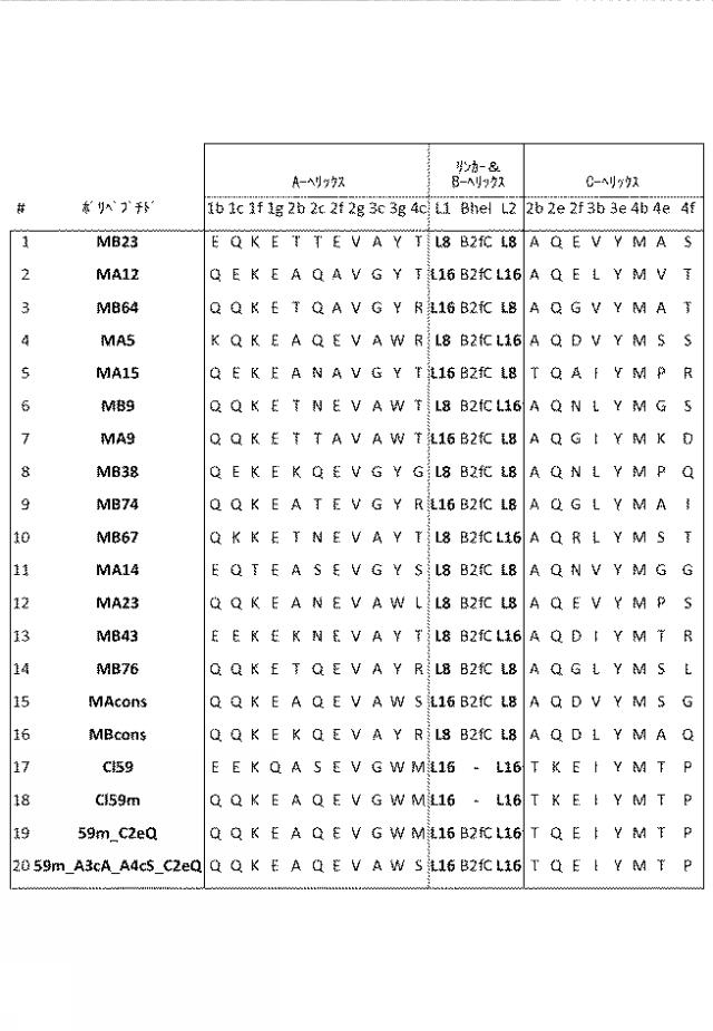 2016506361-ＩＬ−２３に特異的に結合するポリペプチド 図000004