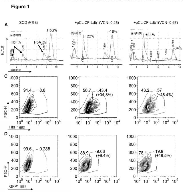 2018508230-異常ヘモグロビン症の予防及び治療のためのウイルスベクター 図000004