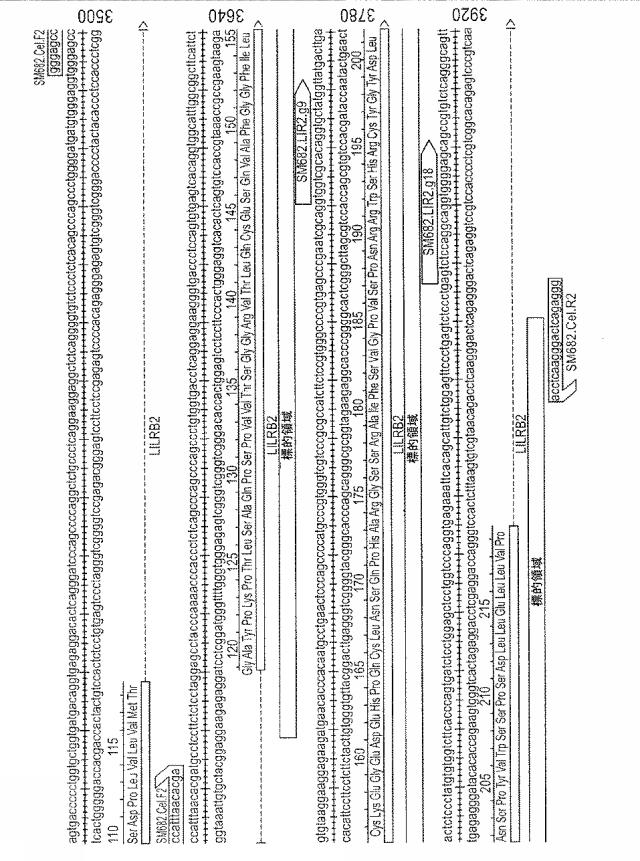 2018522592-細胞傷害性が増加した改変ナチュラルキラー細胞及びナチュラルキラー細胞株 図000004