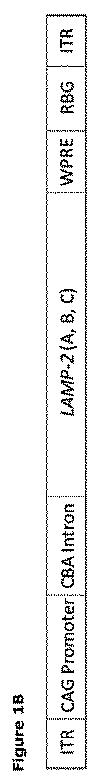 2019505588-ダノン病およびオートファジーの他の障害の治療のための方法 図000004