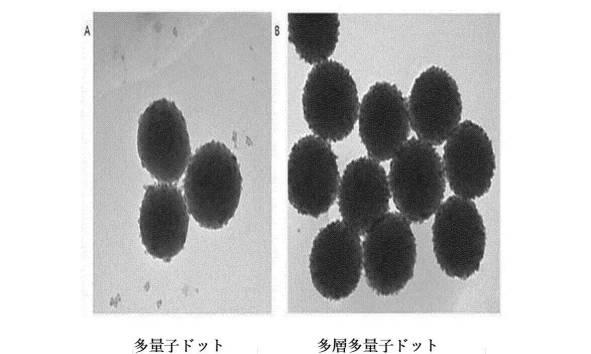 2021508371-多量子ドットに基づく生体分子高感度検出方法 図000004