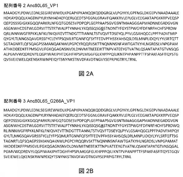 2021522827-アデノ随伴ウイルスの肝臓特異的向性 図000004