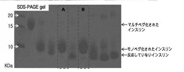 2016510004-インスリン位置特異的結合体 図000005
