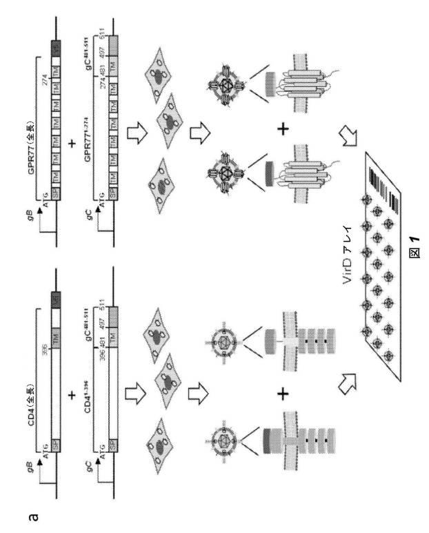 2016528486-ヒト膜蛋白質の機能および相互作用をプロファイリングするためのビリオンディスプレイアレイ 図000005