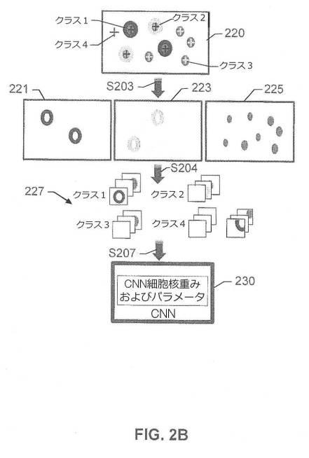 2017516992-画像内の生物学的構造及び／又はパターンの検出のためのシステム及び方法 図000005