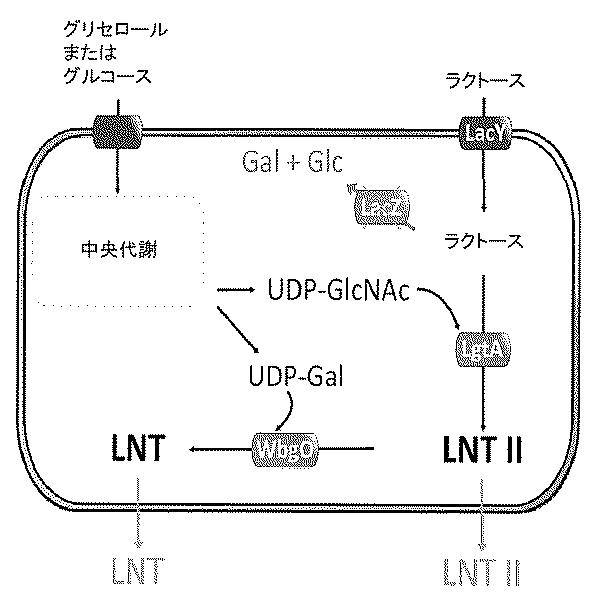 2017520267-ＬＮＴ、ＬＮｎＴおよびそれらのフコシル化誘導体の生物工学的産生 図000005