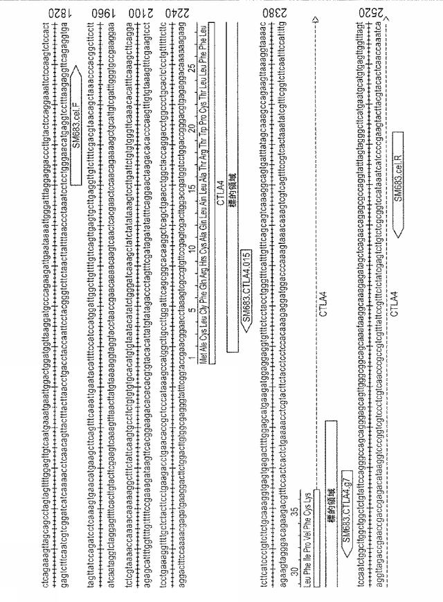 2018522592-細胞傷害性が増加した改変ナチュラルキラー細胞及びナチュラルキラー細胞株 図000005