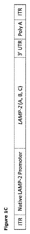 2019505588-ダノン病およびオートファジーの他の障害の治療のための方法 図000005