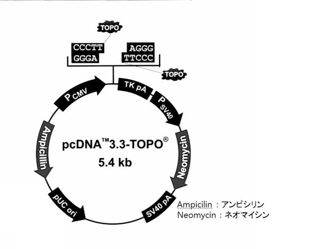 2020517275-タンパク質の純度及び抗原に対する親和性が向上したポリペプチド、その抗体または抗原結合断片との複合体、及びこれらの製造方法 図000005