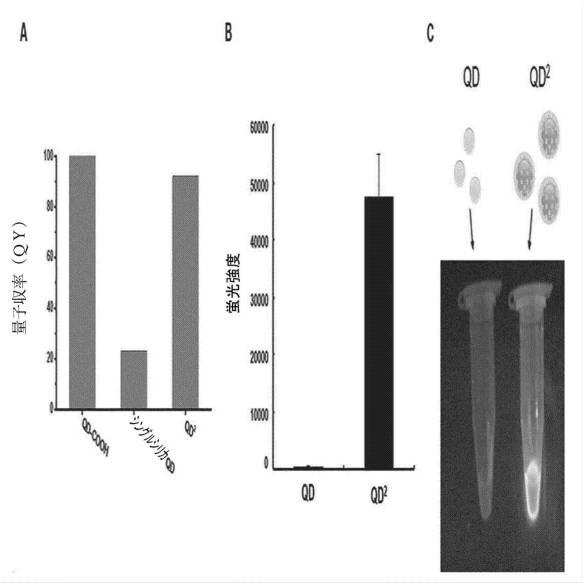 2021508371-多量子ドットに基づく生体分子高感度検出方法 図000005