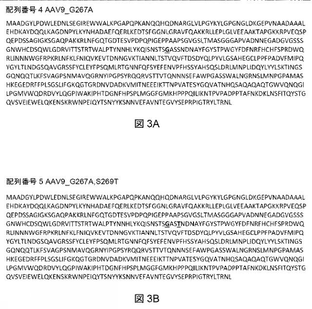 2021522827-アデノ随伴ウイルスの肝臓特異的向性 図000005