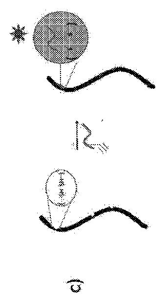 2021529154-損傷したケラチンの治療および／または予防のための方法 図000005