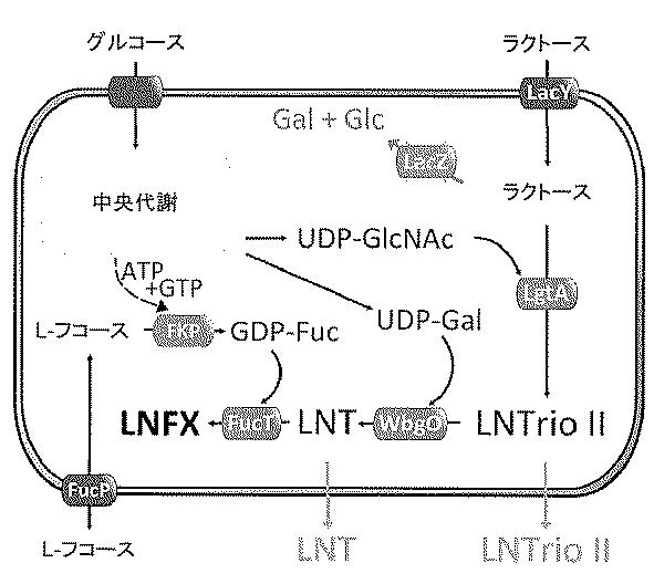 2017520267-ＬＮＴ、ＬＮｎＴおよびそれらのフコシル化誘導体の生物工学的産生 図000006