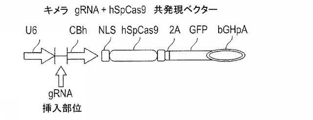 2018522592-細胞傷害性が増加した改変ナチュラルキラー細胞及びナチュラルキラー細胞株 図000006