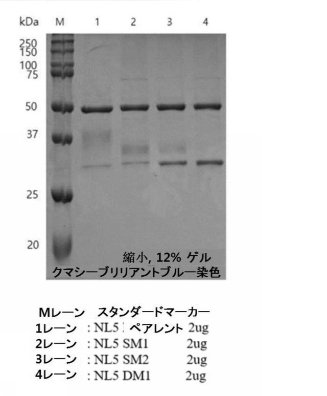 2020517275-タンパク質の純度及び抗原に対する親和性が向上したポリペプチド、その抗体または抗原結合断片との複合体、及びこれらの製造方法 図000006