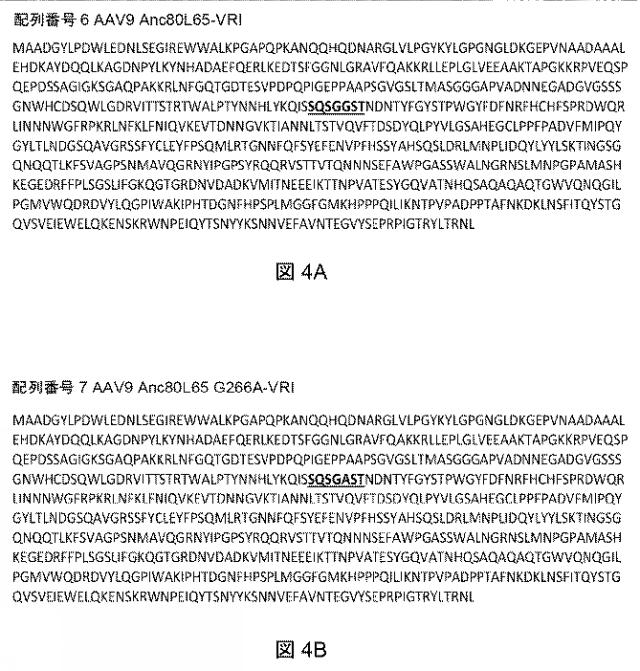 2021522827-アデノ随伴ウイルスの肝臓特異的向性 図000006