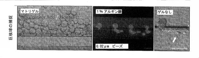 2016510212-バイオミメティック流体プロセスの系および方法 図000007