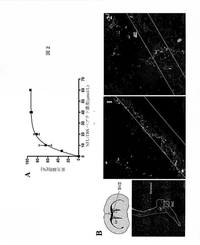 2017532286-神経幹細胞を標的とするためのニューロフィラメントペプチドの使用 図000007